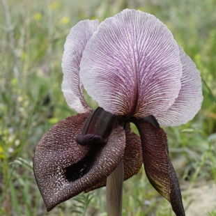 Iris iberica 